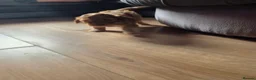 Cockapoo dogs for sale: Last stunning male left - Advert 3
