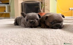 French Bulldog dogs for sale: 4 lovely French Bulldog puppies for sale . - Image 9