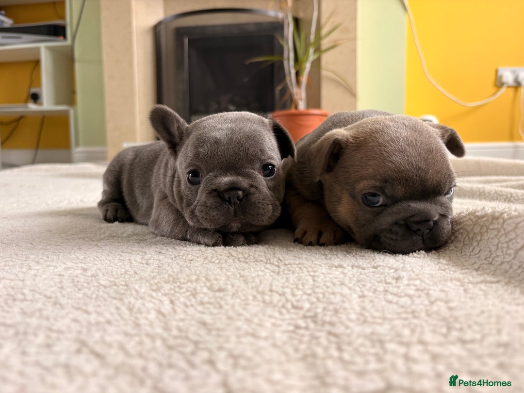 French Bulldog dogs for sale: 4 lovely French Bulldog puppies for sale . - Image 9