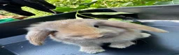Harlequin rabbits for sale: Gorgeous harlequin mini lops - Advert 6