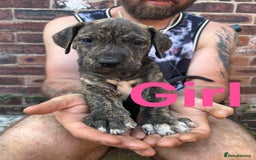 Mixed Breed dogs for sale: Daniff Puppies. Great Dane x Mastiff Ready 23/08 - Image 1