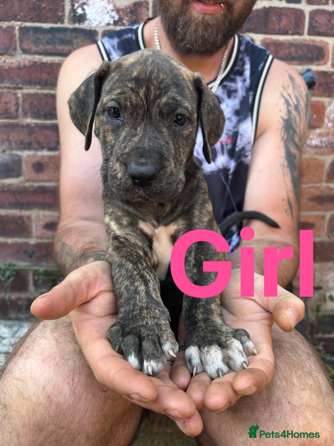 Mixed Breed dogs for sale: Daniff Puppies. Great Dane x Mastiff Ready 23/08 - Image 1