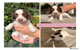 Sprocker dogs for sale: 6 Sprocker Puppies For Sale  - Image 7