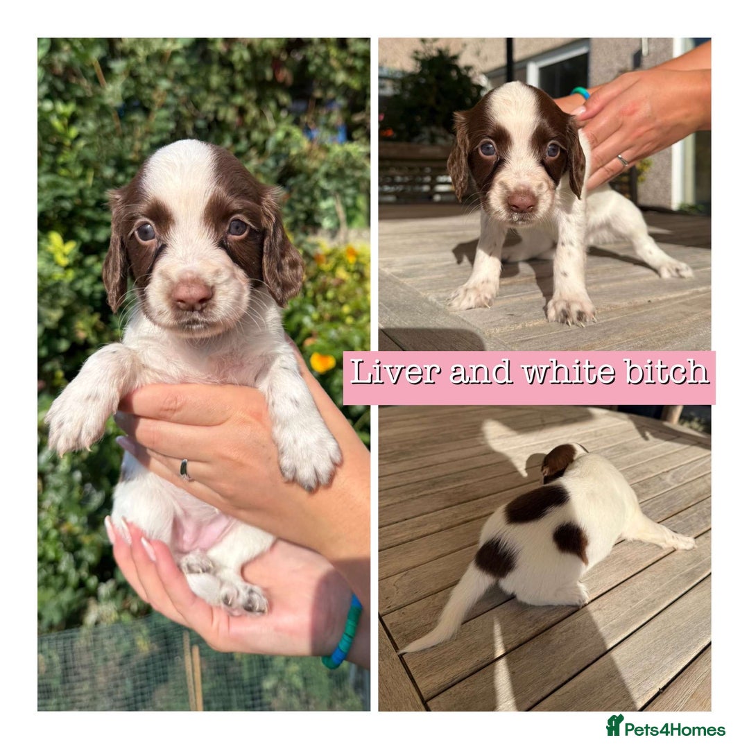 Sprocker dogs for sale: 6 Sprocker Puppies For Sale  - Image 7