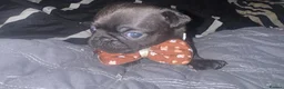 Pug dogs for sale: chunky pug puppies - Advert 9