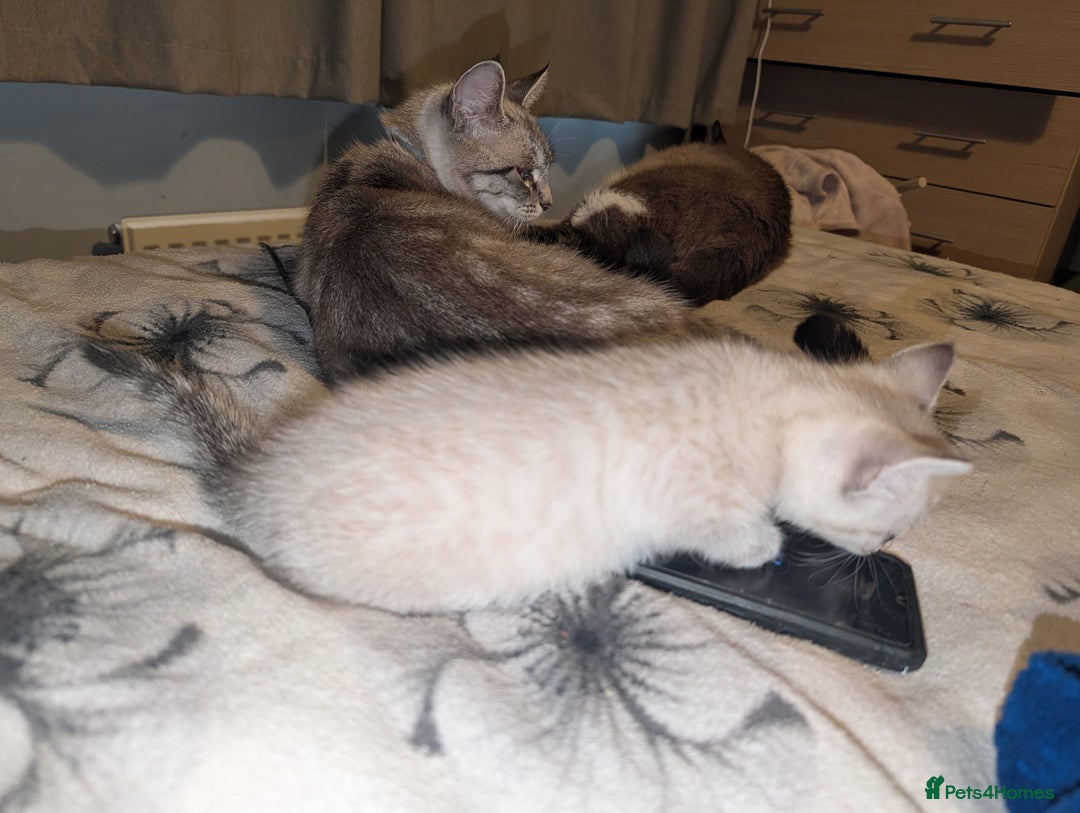 Bengal cats for sale: 2 beautiful kittens - Advert 2