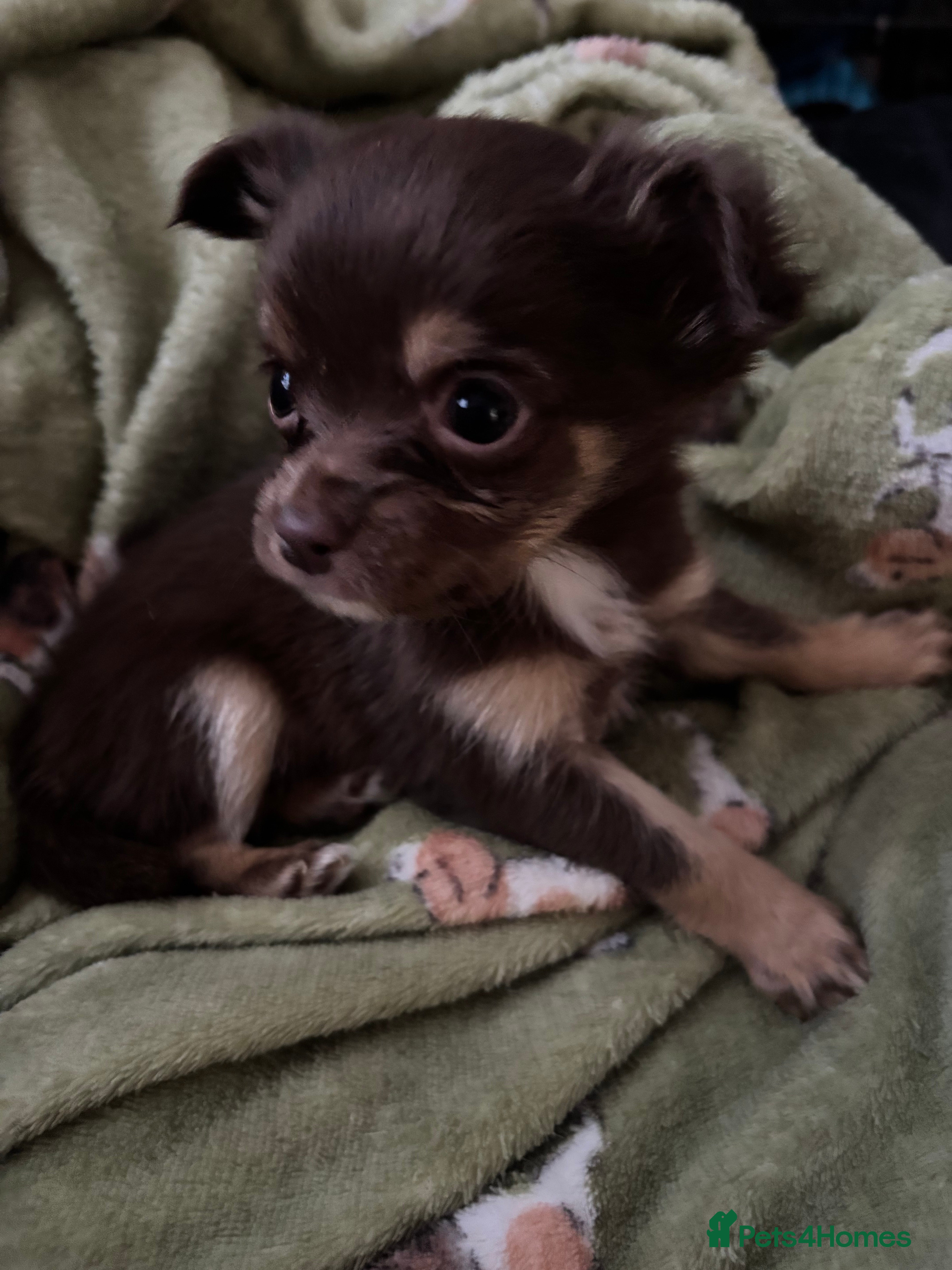 Chihuahua dogs Chocolate Chihuahua Males - Advert 14