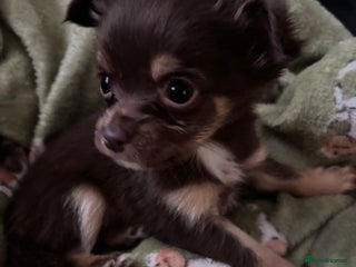 Chihuahua dogs Chocolate Chihuahua Males - Advert 14