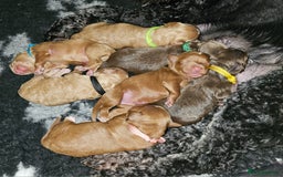 Cockapoo dogs for sale: Beautiful Chunky f2 Cockapoo Puppies  - Image 1