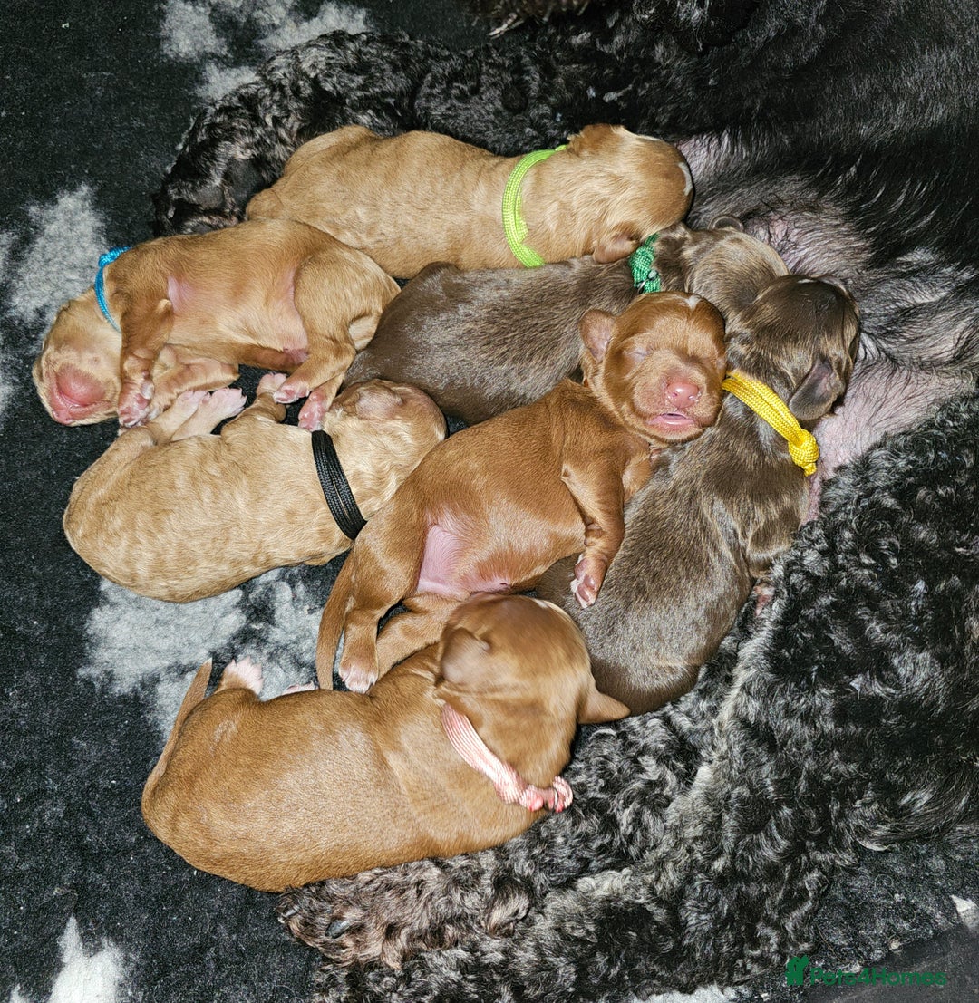 Cockapoo dogs for sale: Beautiful Chunky f2 Cockapoo Puppies  - Image 1