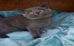 British Shorthair cats for sale: Super GCCF Registered Kittens - Image 5