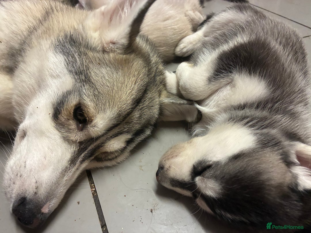 Siberian Husky dogs for sale: Malamute x Siberian husky boy puppy - Image 2