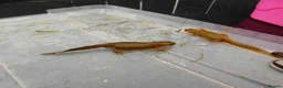 Newt reptiles for sale: Italian Alpine Newt for sale in Hull - Advert 3