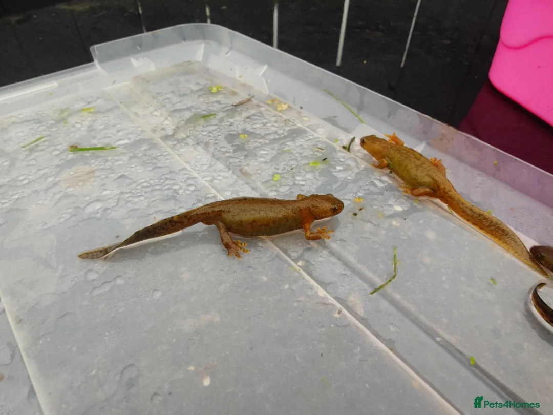 Newt reptiles for sale: Italian Alpine Newt for sale in Hull - Advert 3