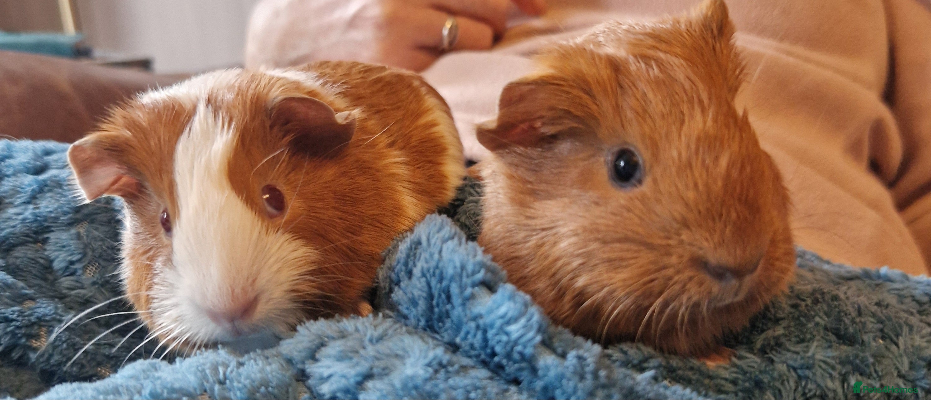 Guinea Pig rodents Two bond brothers ready on 11th feb 26 - Advert 5