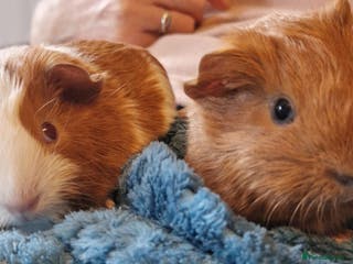Guinea Pig rodents Two bond brothers ready on 11th feb 26 - Advert 5