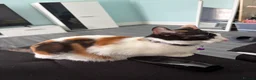 Mixed Breed cats for sale: Adorable little kittens. Mixed breed.  - Advert 2