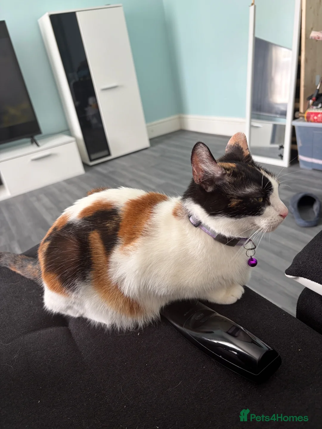 Mixed Breed cats for sale: Adorable little kittens. Mixed breed.  - Advert 2