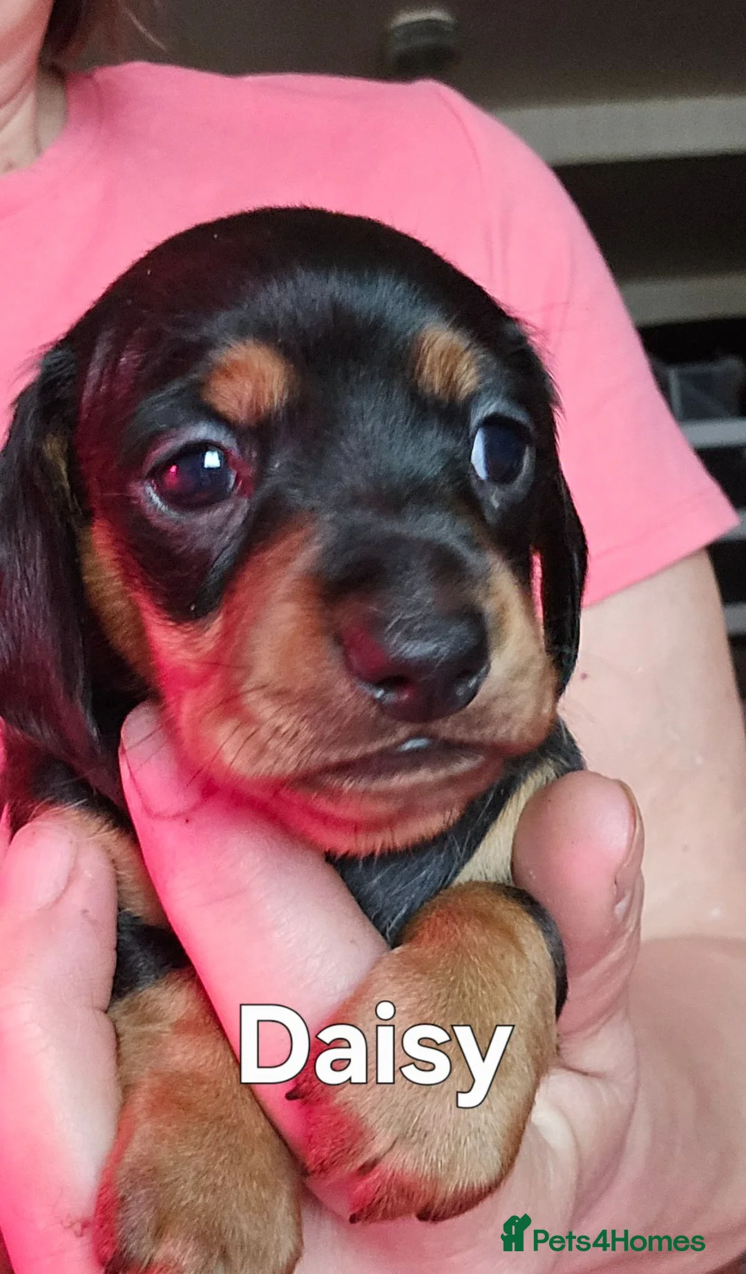 Miniature Dachshund dogs for sale: 2 gorgeous wee girls available - Advert 1