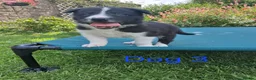 Border Collie dogs for sale: Beautiful border collie pups *3 dogs available* - Advert 13