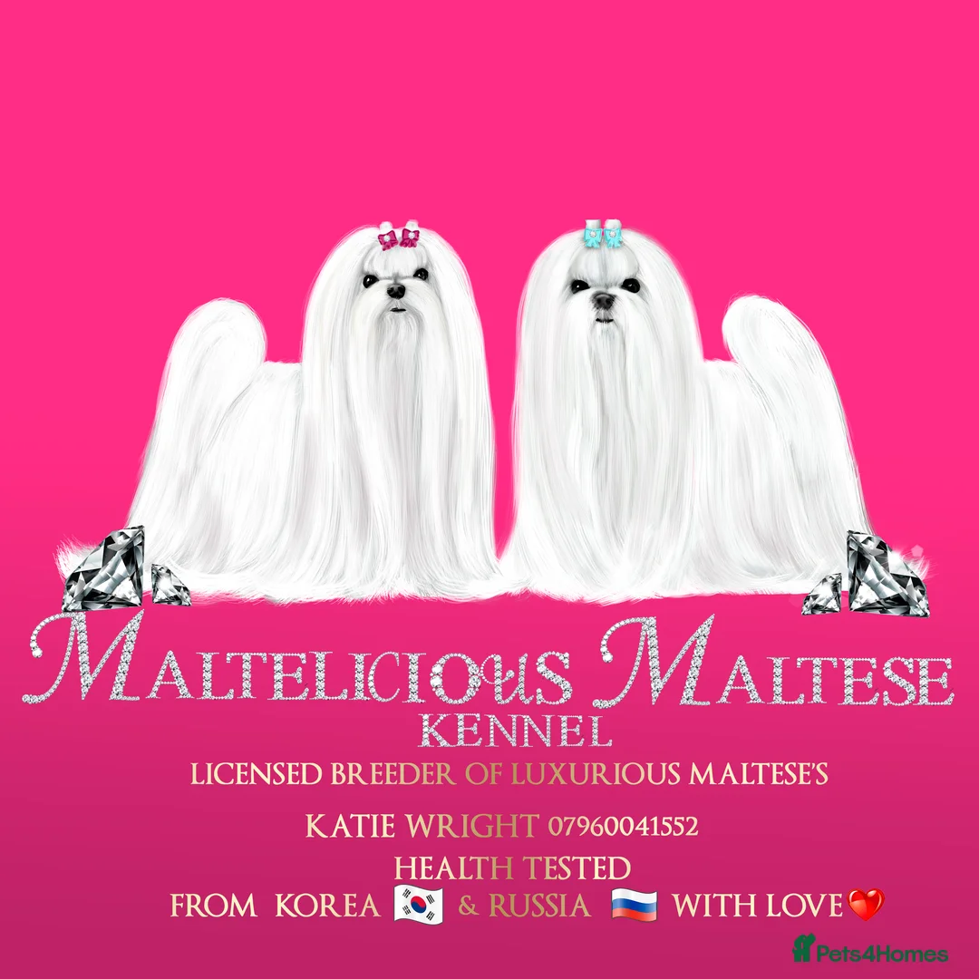 Maltese dogs for stud: STUNNING 💎DIAMOND💎 OPEN AT STUD HEALTH TESTED in Grays - Advert 5