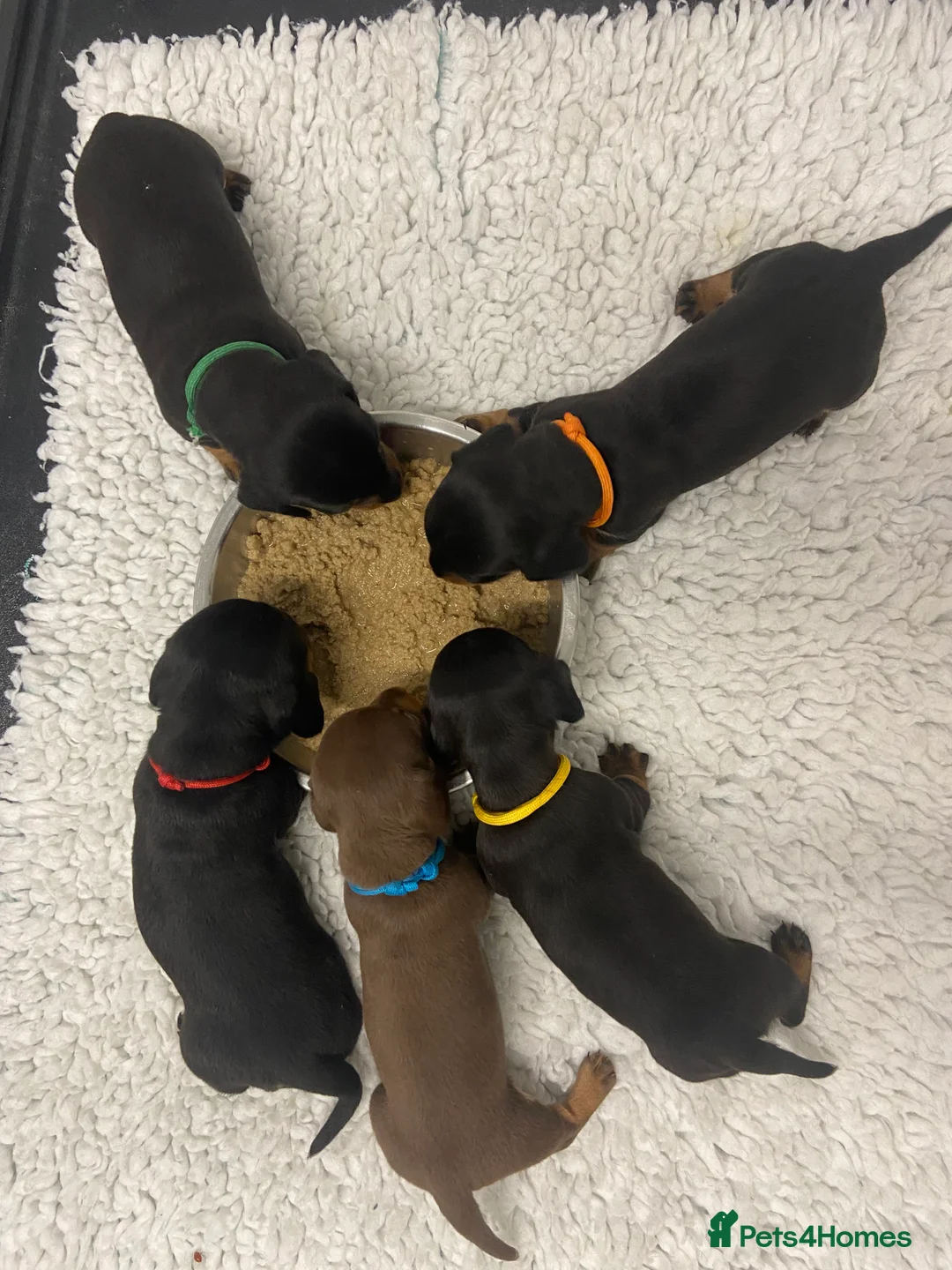 Miniature Dachshund dogs for sale: SOLD SOLD  Miniature Smooth Dachshund Puppues - Advert 8