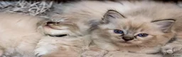 Ragdoll cats for sale: Adorable, Purebred GCCF Registered Ragdoll Kittens in London - Advert 25