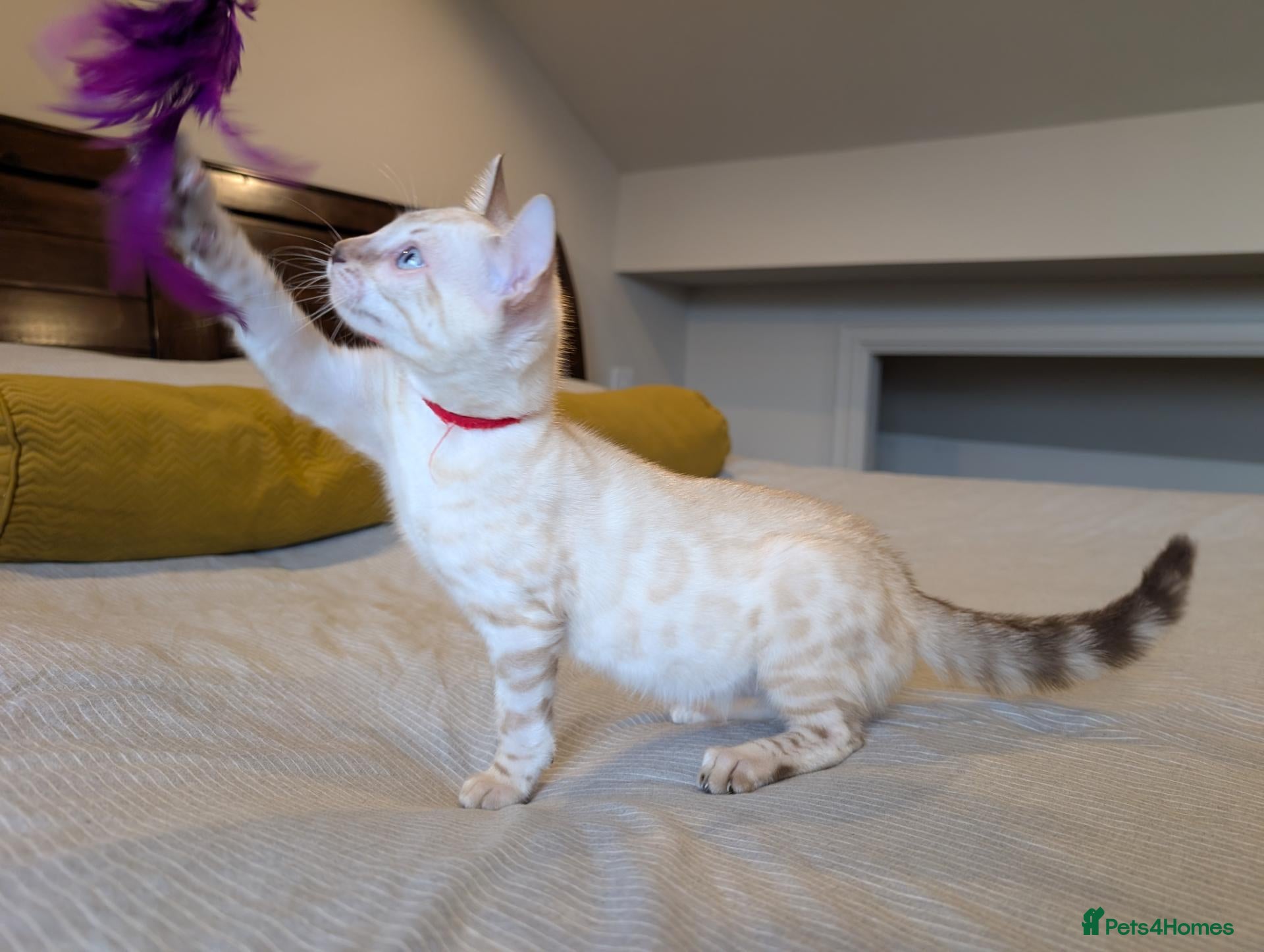 Bengal cats 🤍🩶 GORGEOUS BENGAL KITTENS 🩶🤍 - Advert 1