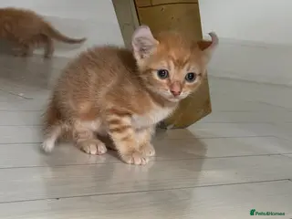 Sphynx cats Adorable kiteens! - Advert 5