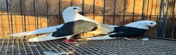 Pigeons birds for sale: TAGANROG FANCY TUMBLERS FOR SALE - Advert 7