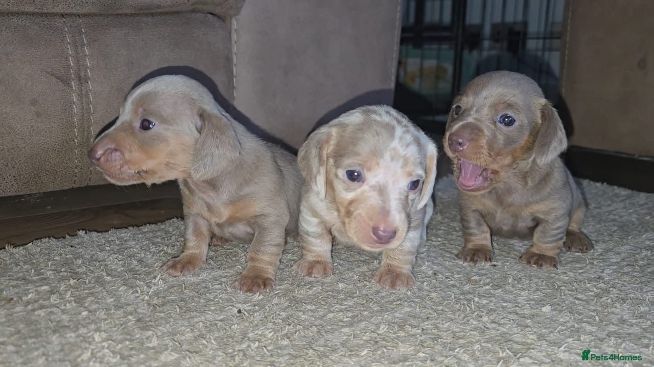 Miniature Dachshund dogs 3 x Miniature Dachshund - 2 x Female & 1 x Male   - Advert 2