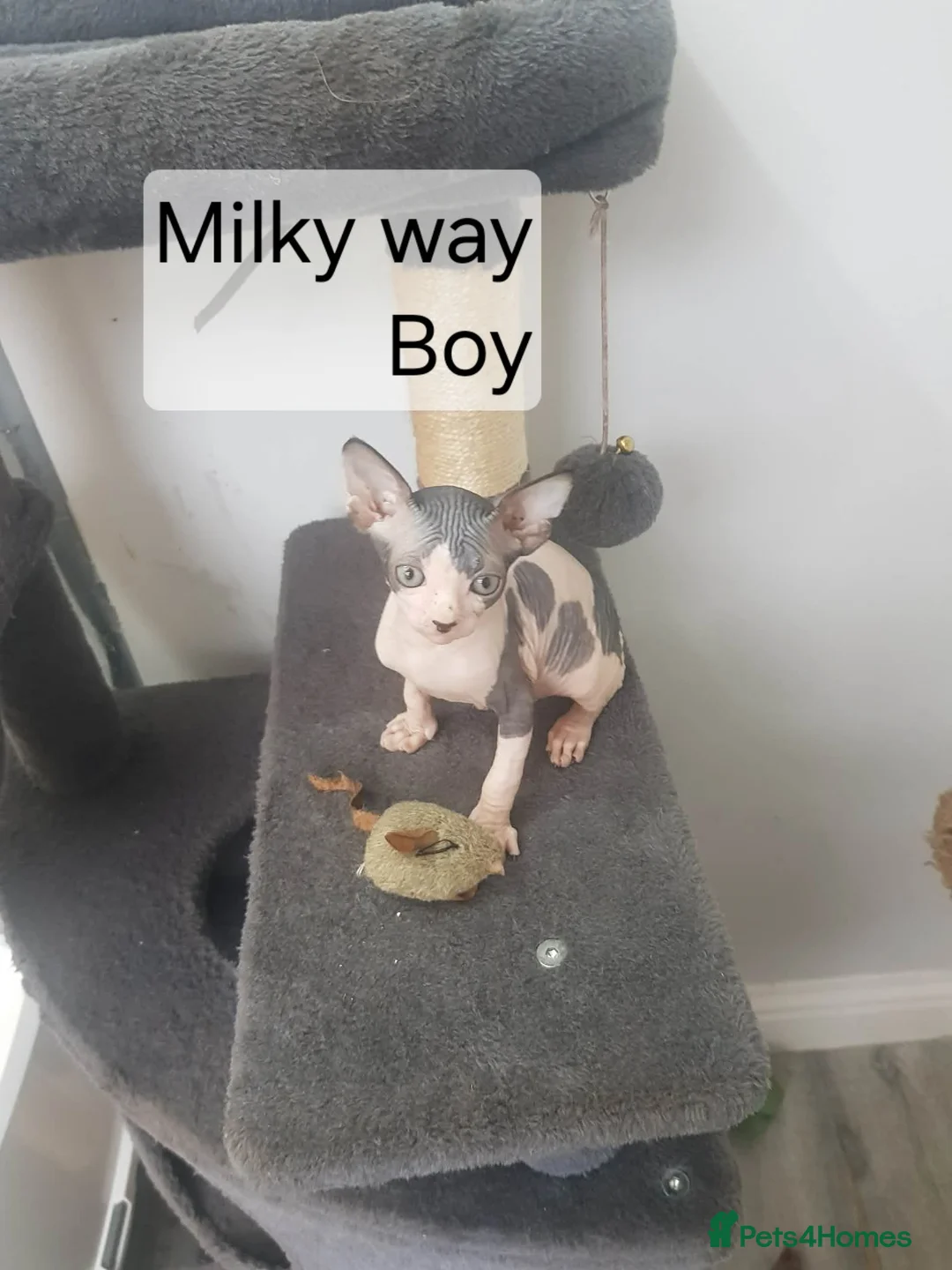 Sphynx cats for sale: Tica quality canadian sphynx kittens - Advert 2