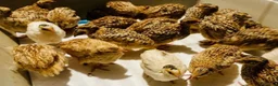 Quail poultry for sale: Point of Lay Jumbo Coturnix Quails - Advert 4