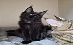 Maine Coon cats for sale: 🍁🍂Good females🏡🎯📣 - Image 19