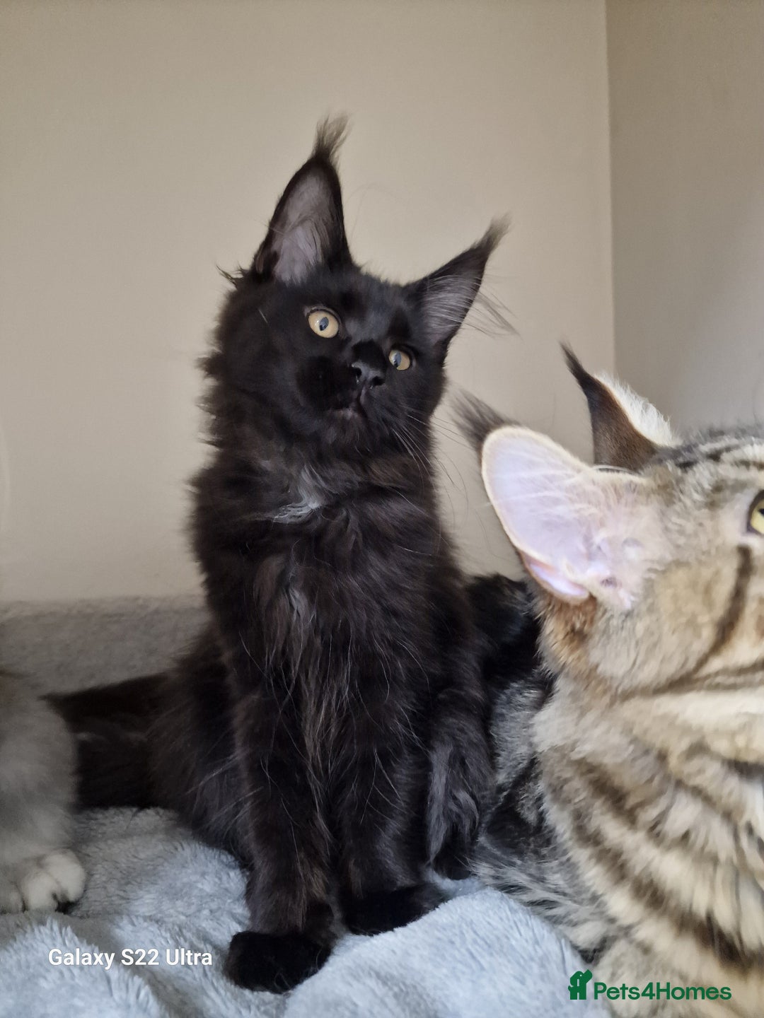 Maine Coon cats for sale: 🍁🍂Good females🏡🎯📣 - Image 19
