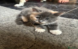 Maine Coon cats for sale: Maine coon kittens for sale  - Image 5