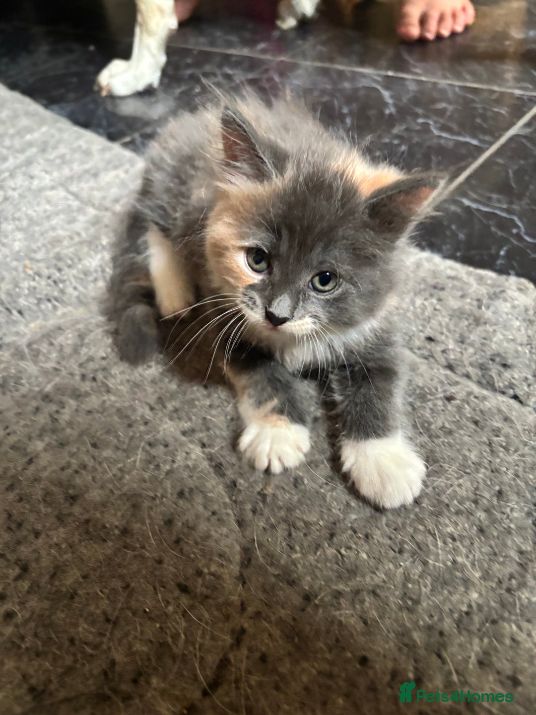 Maine Coon cats for sale: Maine coon kittens for sale  - Image 5