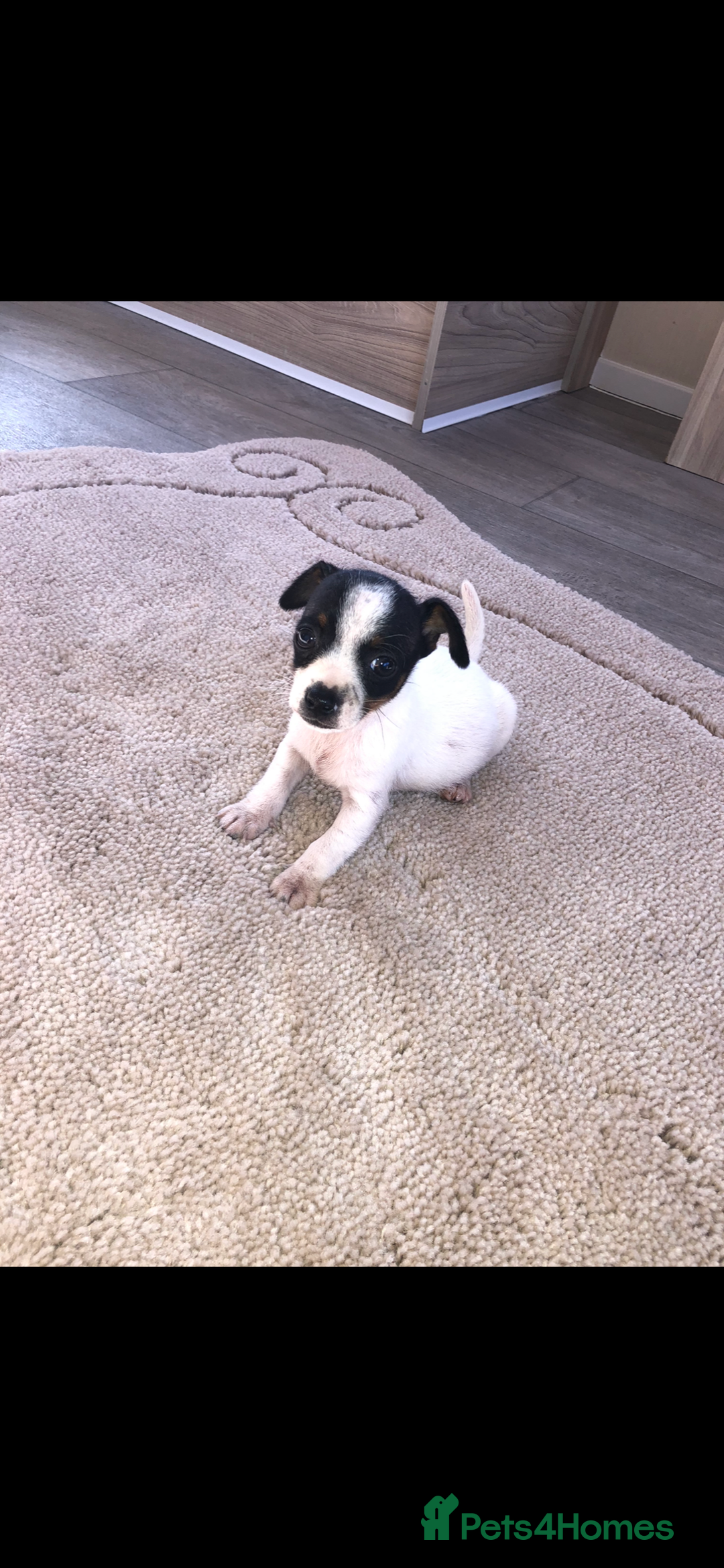 Jack Russell dogs for sale: Jack Russell  - Image 4
