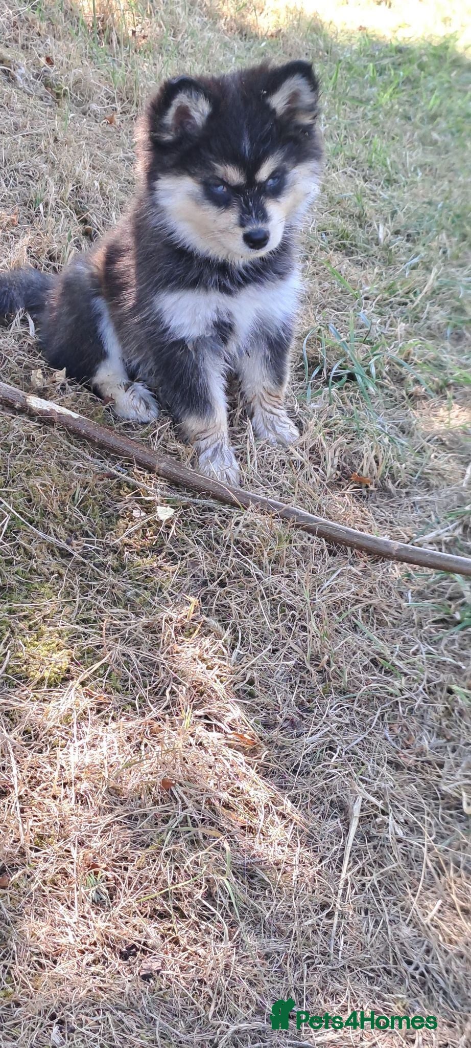 Pomsky dogs Just 1 blue eyed girl left!- F4 Pomskys - Advert 3