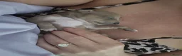 Italian Greyhound dogs for sale: 2 tiny KC registered Italian Greyhound boys - Advert 23