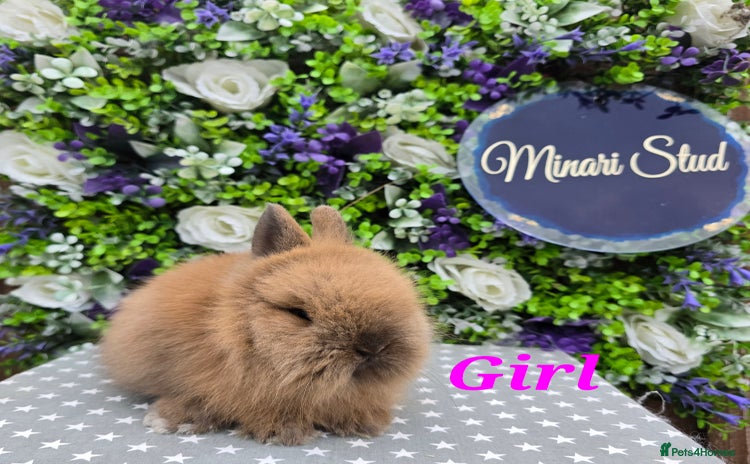 Lionhead rabbits - Advert 3