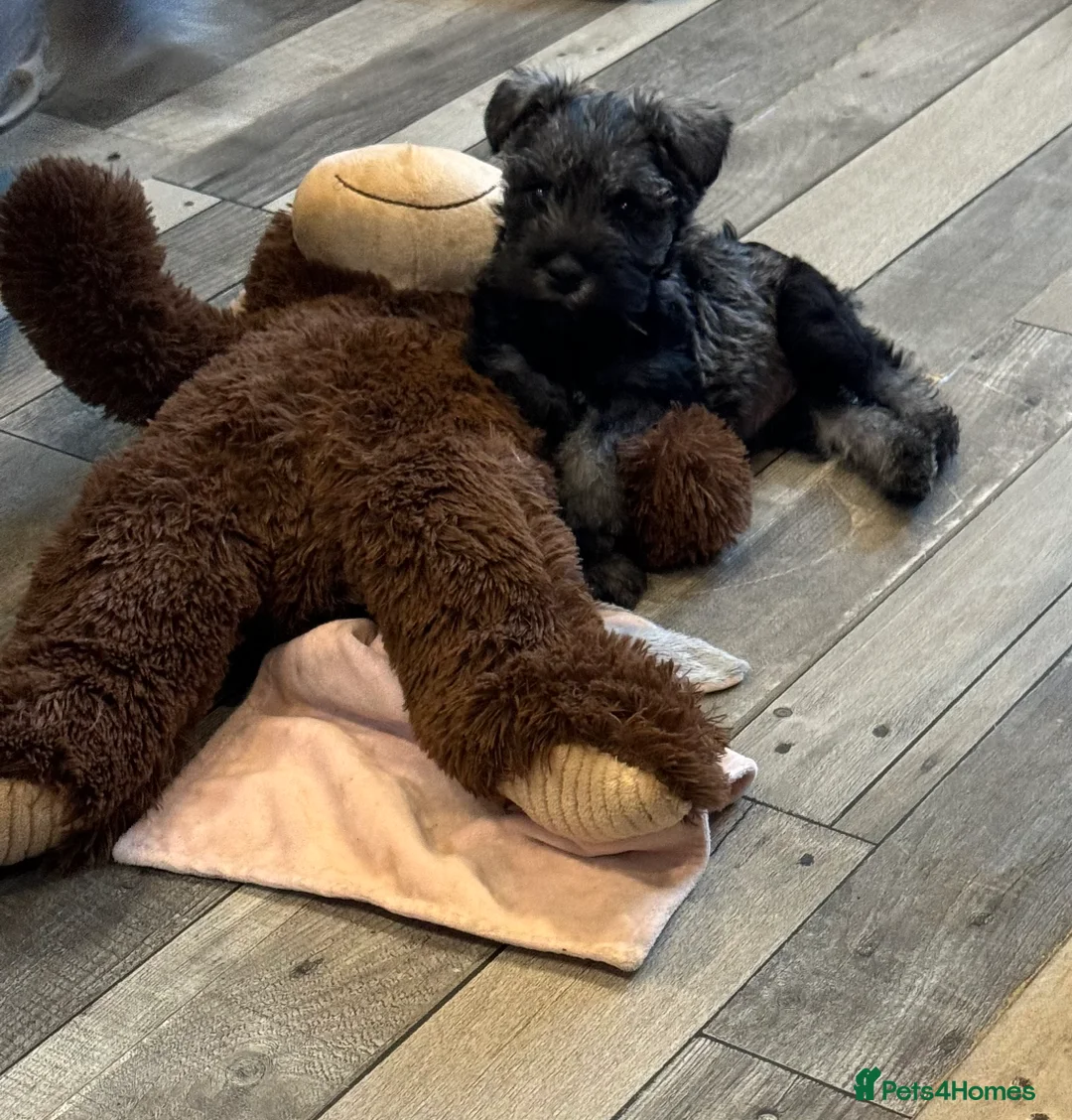 Miniature Schnauzer dogs for sale: One female miniature schnauzer remaining  - Advert 3