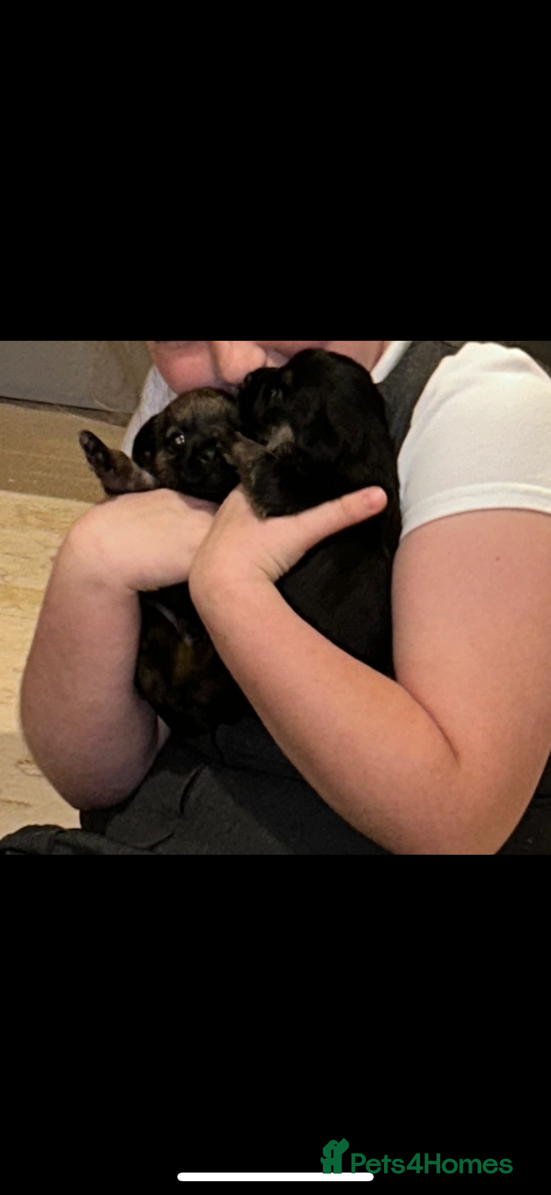 Border Terrier dogs for sale: Border Terrier puppies - Advert 7