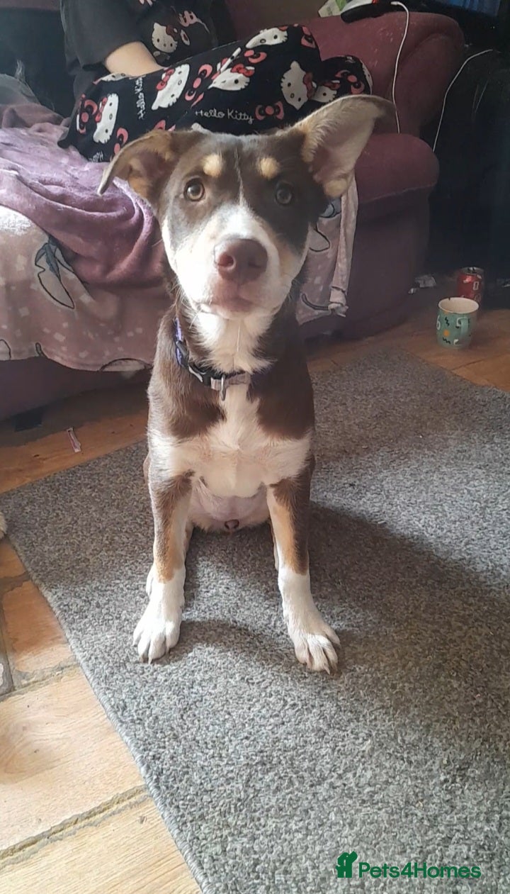 Mixed Breed dogs Ready Now Beautiful Babie - Advert 2