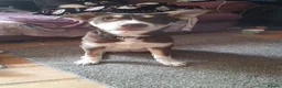 Mixed Breed dogs for sale: Ready Now Beautiful Babie - Advert 6