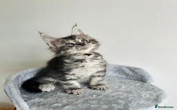Maine Coon cats for sale: Pedigree maine coon kittens ❤️‍🔥❤️‍🔥❤️‍🔥 - Image 2
