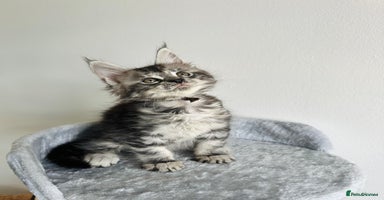 Maine Coon cats - Advert 3
