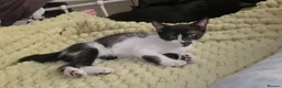 Domestic Shorthair cats for sale: 2 loving sweet kittens looking for a new home - Advert 1