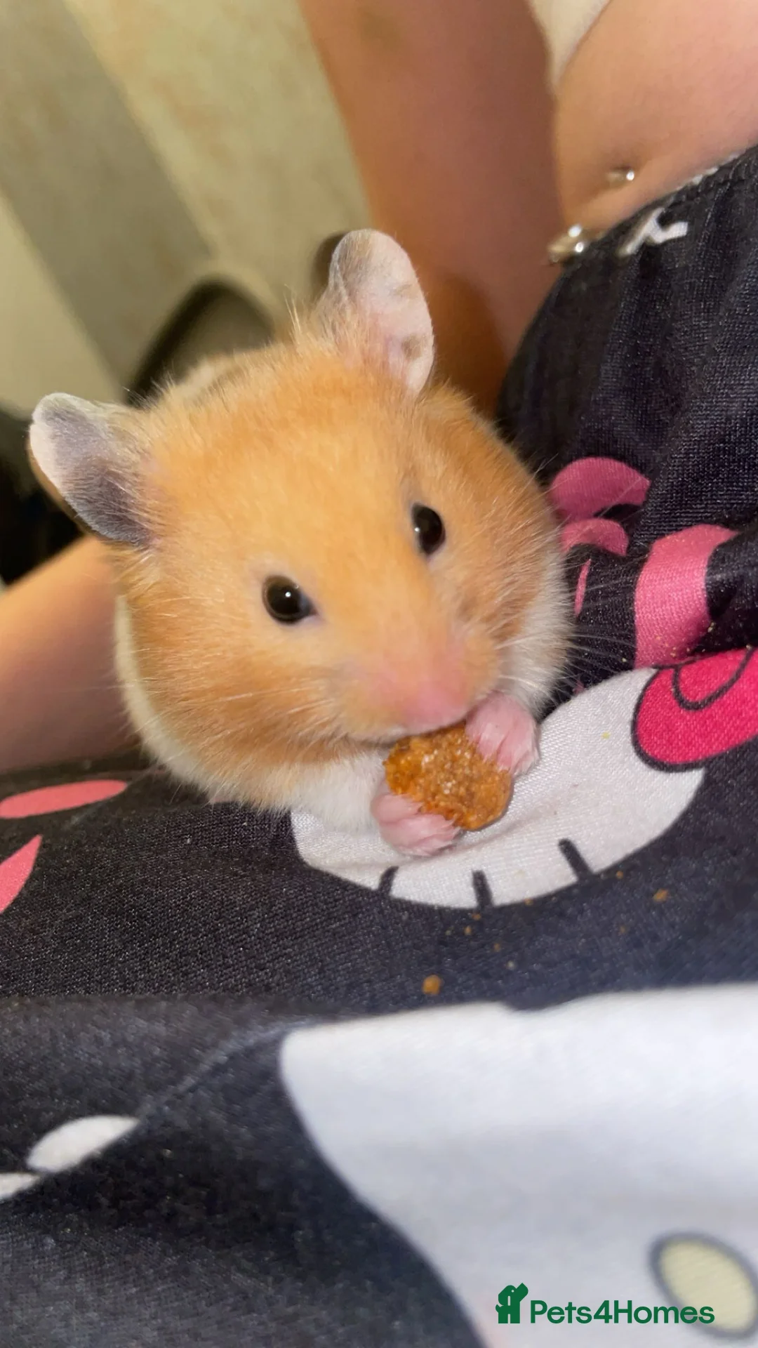 Hamster rodents for sale: Syrian hamster + Cage + Accessories  - Advert 2