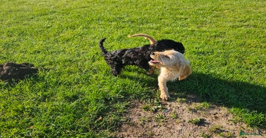 Cockapoo dogs - Advert 12